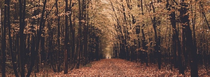 Herbstanfang – Laub, Nässe & Unfallgefahr